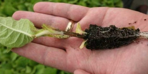 Šta učiniti sa crnom nogom sadnica paradajza